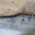 Audi 100 C3 1982-1991 443819373