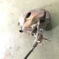 Супорт перед audi a4 -08/a6 -11 лів. Audi A6 C5 (1997-2004) 4B0615123