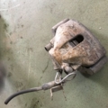 Супорт перед audi a4 -08/a6 -11 лів. Audi A6 C5 (1997-2004) 4B0615123