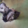 Двигун  Audi,Skoda,Volkswagen A3 8L (1996-2003),Bora (1998-2005),Golf IV (1997-2006),Octavia I (1996-2010),TT 8N (1998-2006) AGN