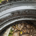 Автошина Gislaved Nor Frost Van 215 /65 R16C 109/107R Зимова 8мм Вживаний