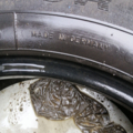Автошина Goodyear Cargo Vector 205 /65 R16С 103/101T Всесезонна 4мм Вживаний