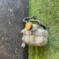 Бачок Citroen C1 II (2014-2022) 13229652