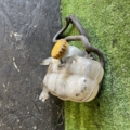 Бачок Citroen C1 II (2014-2022) 13229652