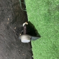 перемикач роздатки Hyundai Santa Fe SM (2000-2006) 93260H1200