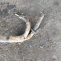 Hyundai Terracan HP (2001-2007) 37260H1000