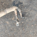 Hyundai Terracan HP (2001-2007) 37260H1000