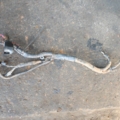 Hyundai Terracan HP (2001-2007) 37260H1000