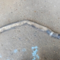 Патрубок Mercedes-Benz A-Class W169 (2004-2012) A1695011382