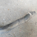 Патрубок Mercedes-Benz A-Class W169 (2004-2012) A1695011382