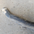 Патрубок Mercedes-Benz A-Class W169 (2004-2012) A1695011382