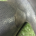 Кермо Mercedes-Benz B-Class W245 (2005-2011) A1644604003