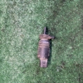 Моторчик омивача лобового скла Mercedes-Benz C-Class W203 (2000-2007) A2218690121