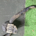 Передній стабілізатор Nissan X-Trail T30 (2001-2007) 546118H316