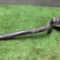 Передній стабілізатор Nissan X-Trail T30 (2001-2007) 546118H316