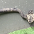 Передній стабілізатор Nissan X-Trail T30 (2001-2007) 546118H316