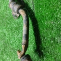 Передній стабілізатор Nissan X-Trail T30 (2001-2007) 546118H316