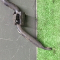 Передній стабілізатор Nissan X-Trail T30 (2001-2007) 546118H316
