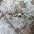 Стабілізатор перед Nissan X-Trail T30 (2001-2007) 546118H316
