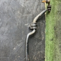 Стабілізатор передній Nissan X-Trail T30 (2001-2007) 546118H316