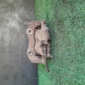 Супорт передній лівий Nissan X-Trail T30 (2001-2007) 410118H300