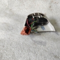 Сенсорний мікрофон renault laguna ii Renault Laguna II (2001-2007) 8200056425