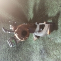 Турбіна audi a3, seat cordoba, ibiza, leon, skoda fabia, octavia, volkswagen bora, golf, polo, ford galaxy 1.9 tdi Skoda Fabia II (2007-2014) 038253019N