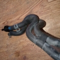 Трубки для подачи топлива в жиклери golf 4 Skoda Octavia I (1996-2010) 1J0130295