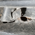 Решітка бампера права Volkswagen Golf IV (1997-2006) 1J0853666D