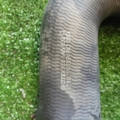 Патрубок інтеркулера Volkswagen Passat B6 (2005-2010) 3C0145832Q