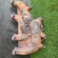Випускний колектор 1.6 Volkswagen Passat B6 (2005-2010) 06A253033P