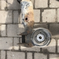 балка задньої підвіски поперечна Volkswagen Sharan I (1995-2010) 7M0505093