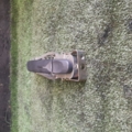 Ручка Volkswagen Touran I (2003-2010) 1T0837885